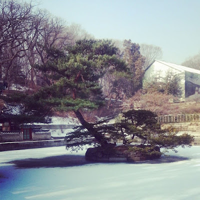 A tree inside Huwon in Changdeokgung Palace Seoul