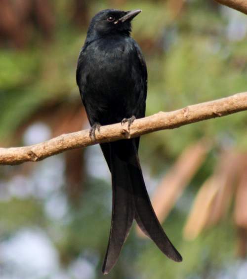 Birds of India - Image of Black drongo - Dicrurus macrocercus