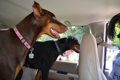Duchess and My Jenny watch the crowd Photo by Trisha Field