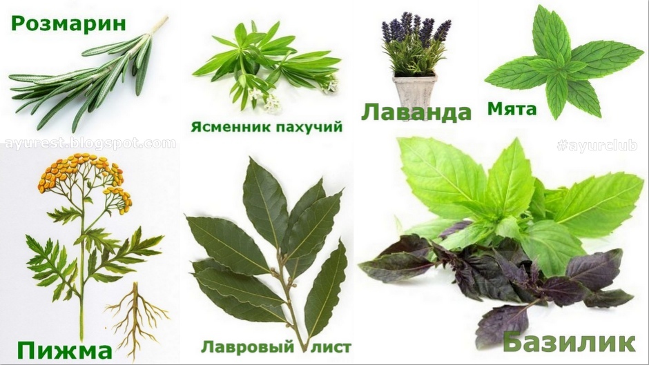 Растения отпугивающие мух