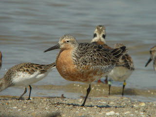 Image of a Red Knot