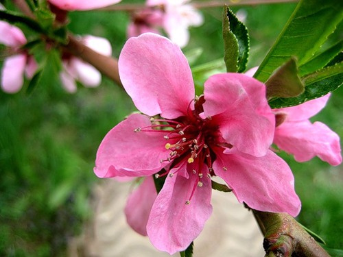 Цветок Персика