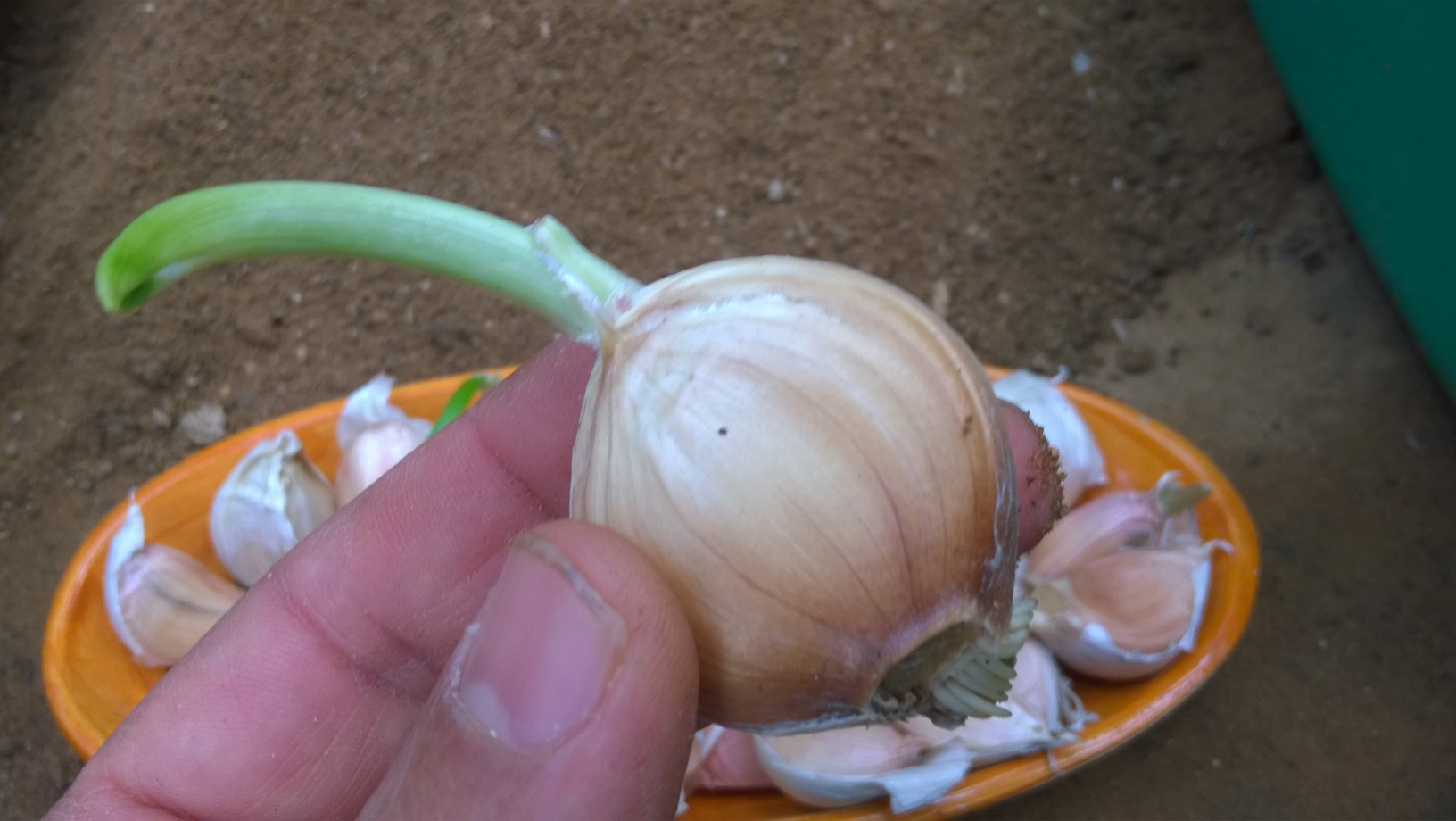 How To Plant Garlic