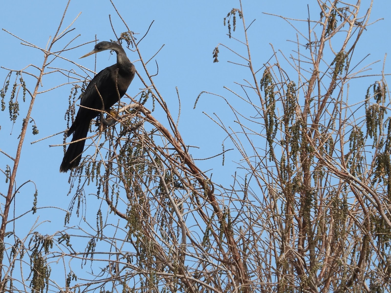 Bird & Travel Photos, Birding Sites, Bird Information ANHINGAS ON NEST