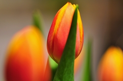Fokus auf mittlerer Tulpenknospe... Fokus auf mittlerer Tulpenknospe...