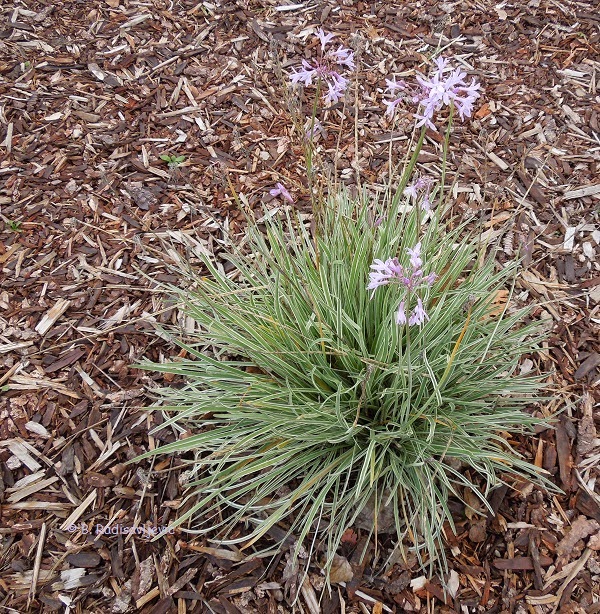 What Blooms in December in Paso Robles?