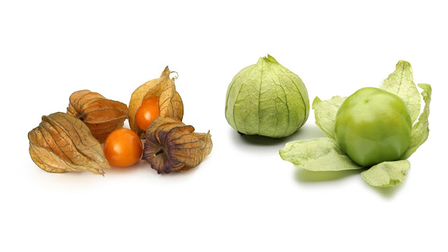 groundcherries and tomatillos