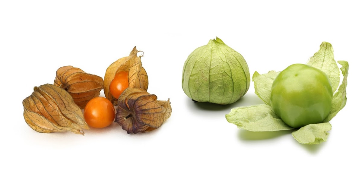 Learnabout Vol 6 1 Ground Cherry Tomatillo Midnight Rosewater Ground Cherry Tomatillo Midnight Rosewater