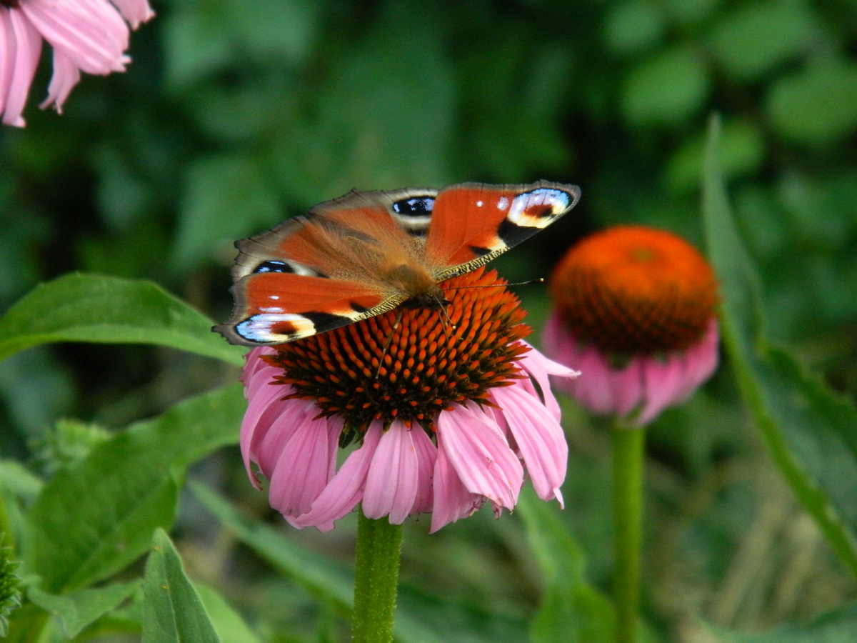 LA MULTI ANI, ROMANIA!: Fluture cu patru 