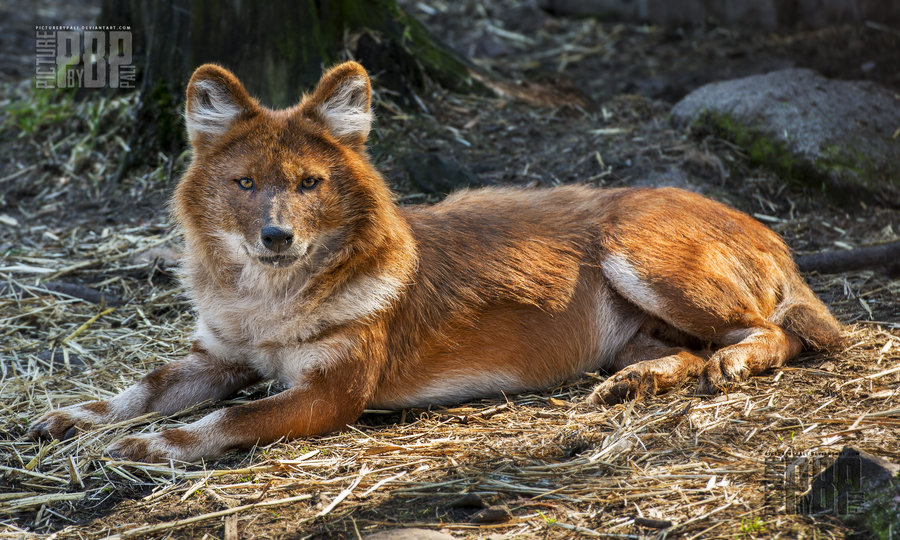 Красный волк читать. Красный волк. Горный волк. Красный волк Забайкальского края. Монгольский красный волк.