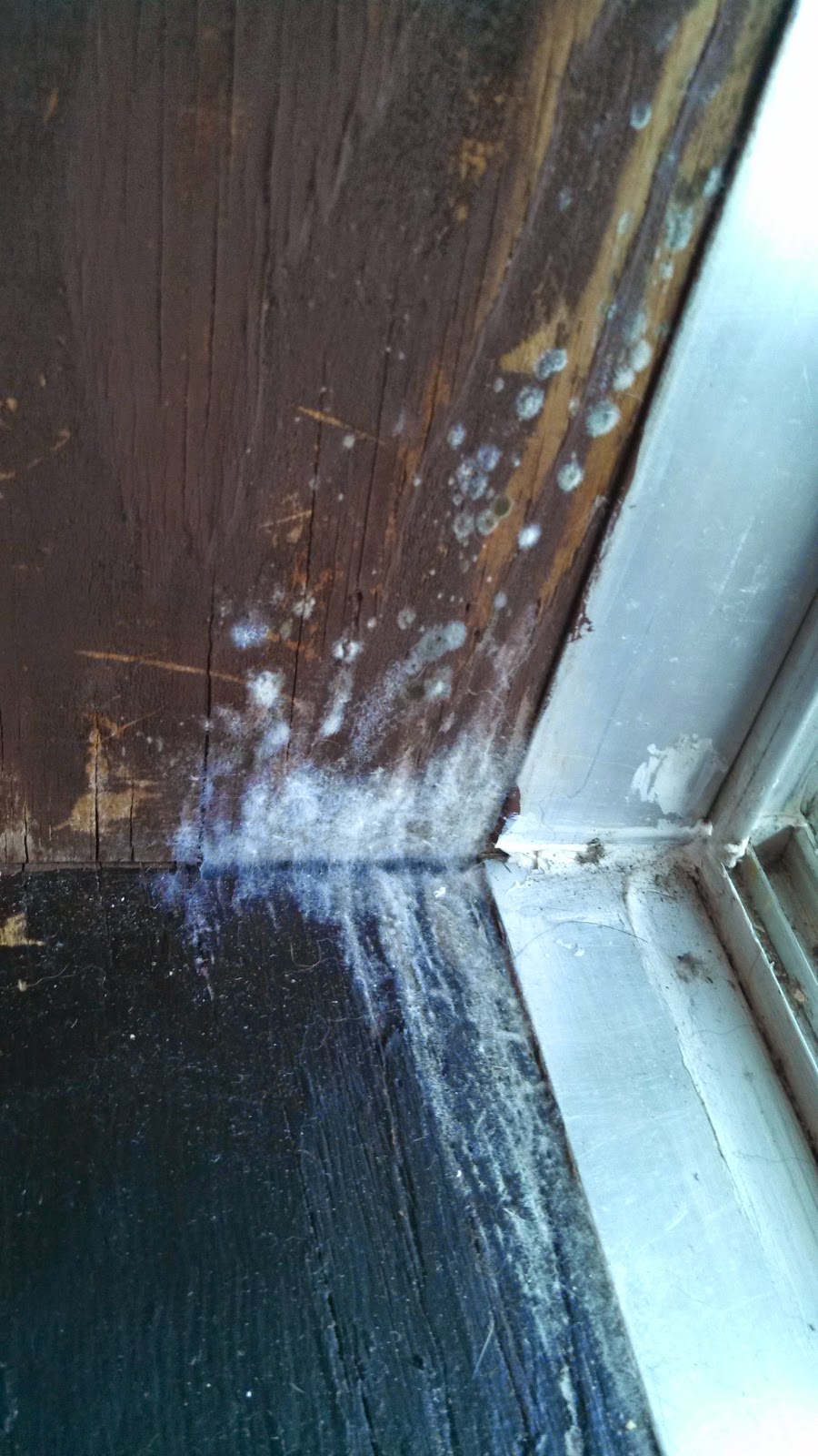 Environmental Health Hazards Black Mold in an apartment... the people got very sick