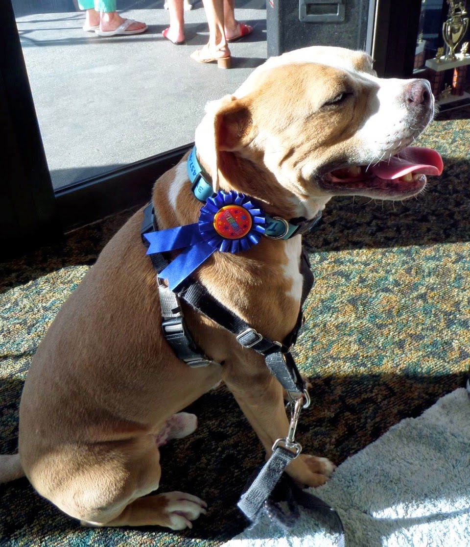 GIMME SHELTER A Rescue Dog's Story BLUE RIBBON WEARING, FUND RAISING