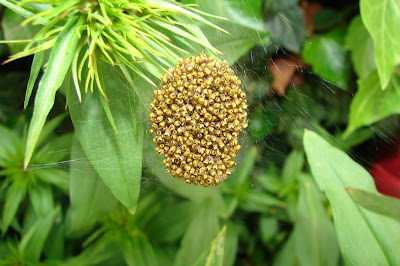 Spinnen, spider, araignée, arañas, ragno, паук, con nhện Spinnen, spider, araignée, arañas, ragno, паук, con nhện, Spinning, spin, tjerrje, predenje, предене, ämblik, hämähäkki, araignée, αράχνη, labah-labah, ragno