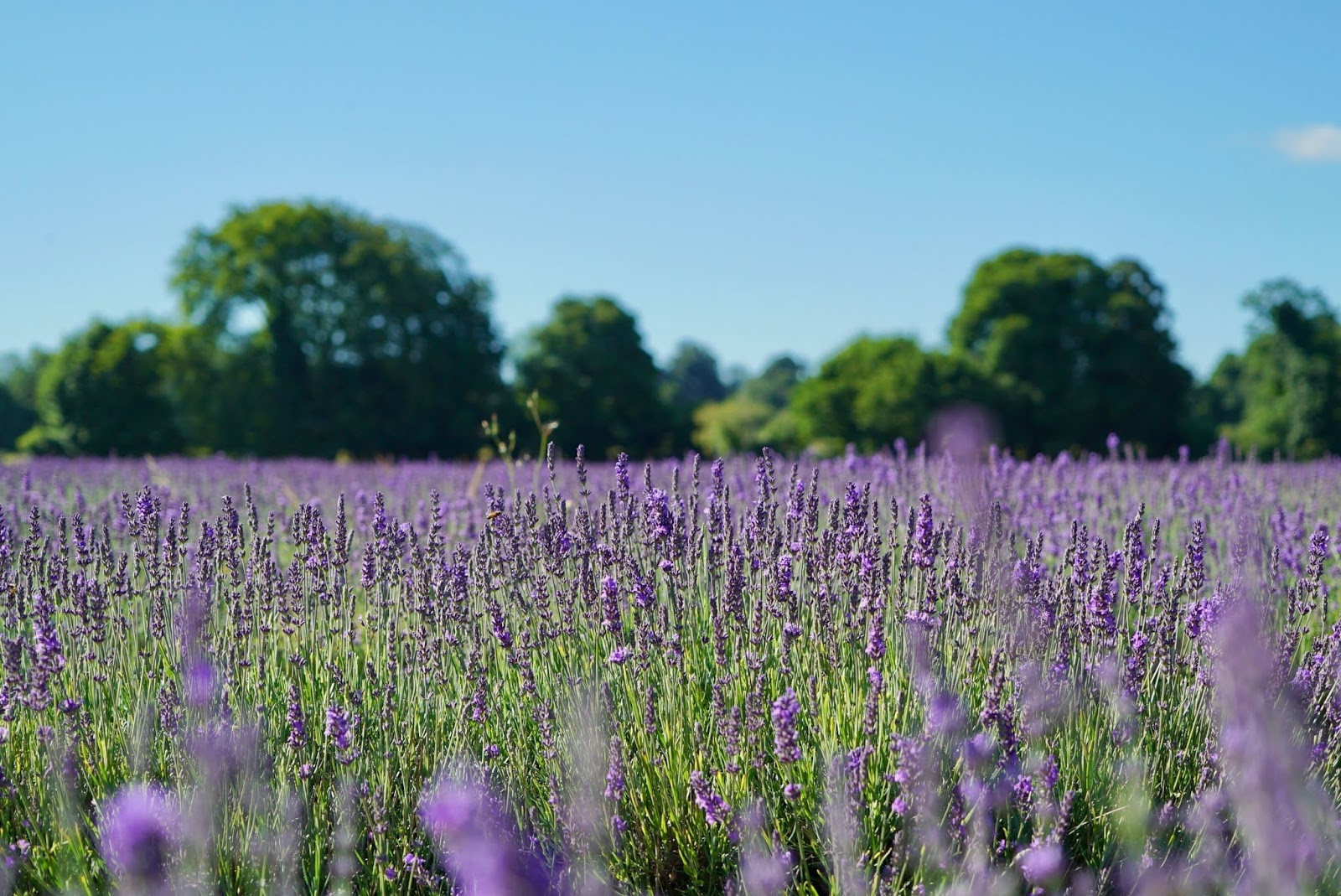 Mayfield Lavender Field