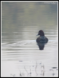 White eye Pochard White eye Pochard