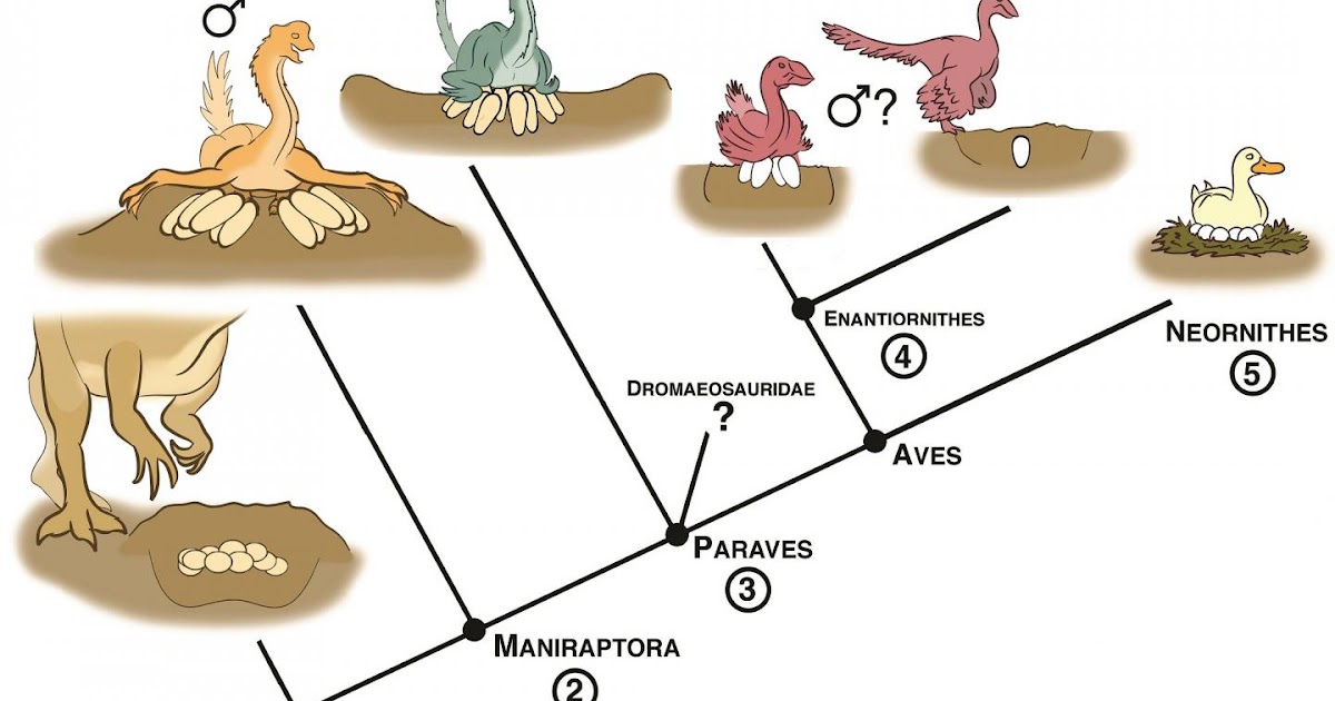 the evolution of birds from dinosaurs