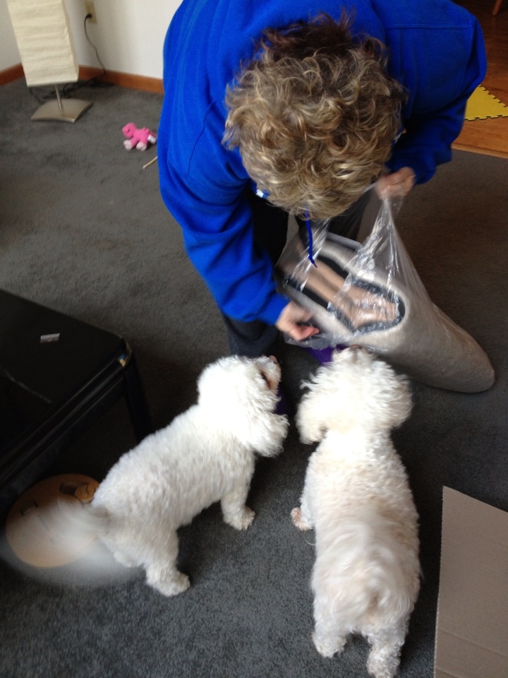 bichonpawz Wash N Zip Pet Bed Review!