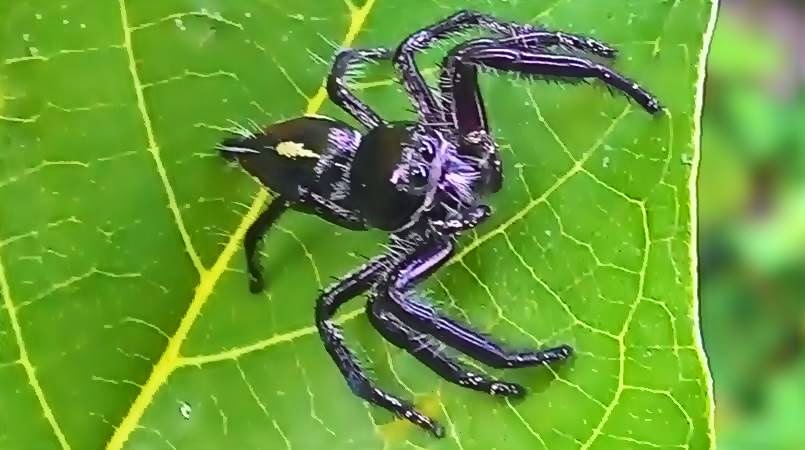 Serangga Laba-Laba Hitam