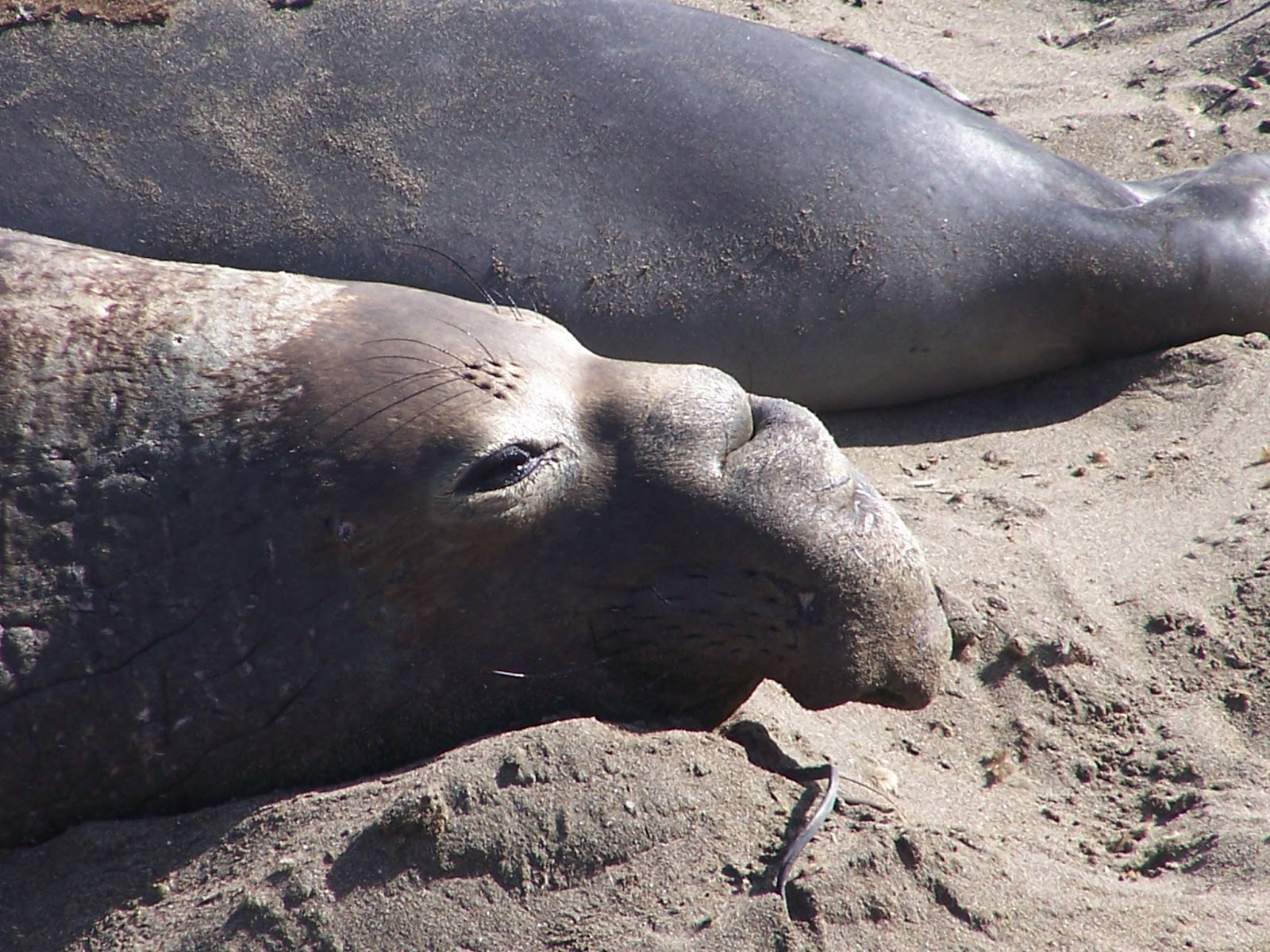 The Natural World Elephants Seals Near Hearst Castle