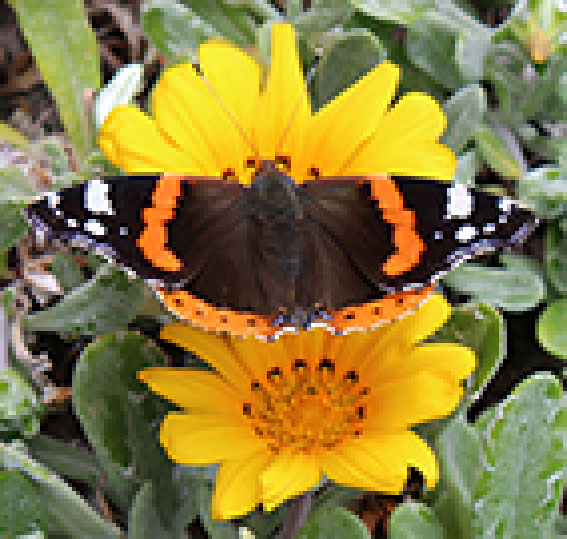 Canvas Printmaker Blog Printing Low Resolution Images