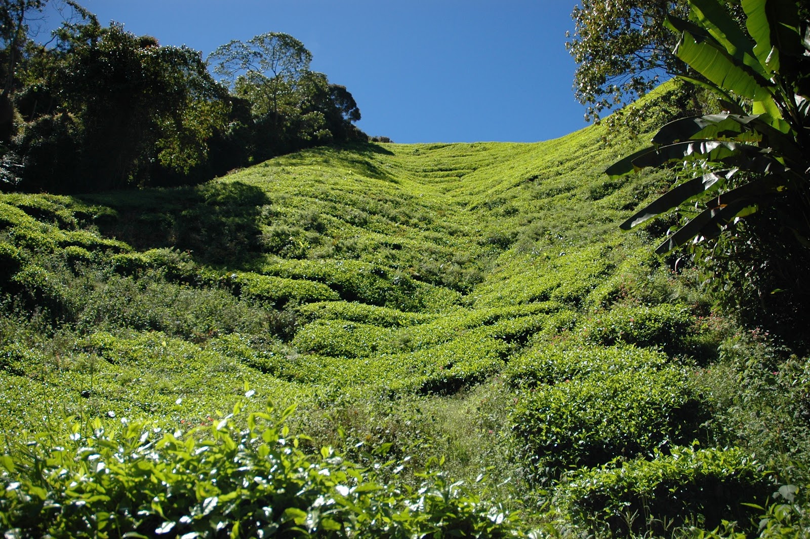 plantacja BOH Cameron Highlands