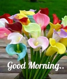 good morning flowers