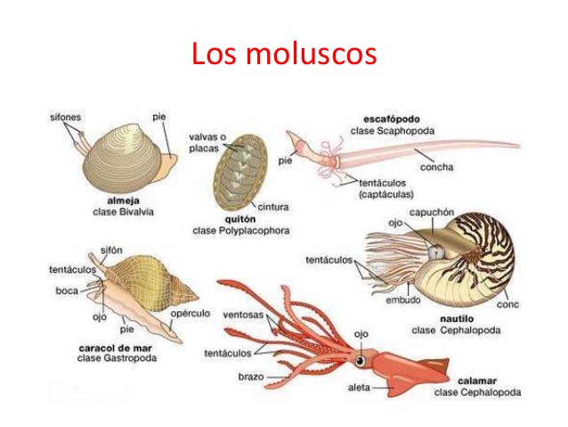 El phyllum Mollusca