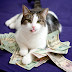 Cats Are Good For Your Health