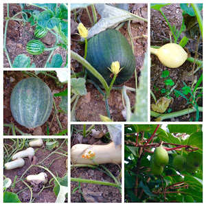 Watermelon, pumpkins, cantaloupe,kiwi and sqashes are coming along!