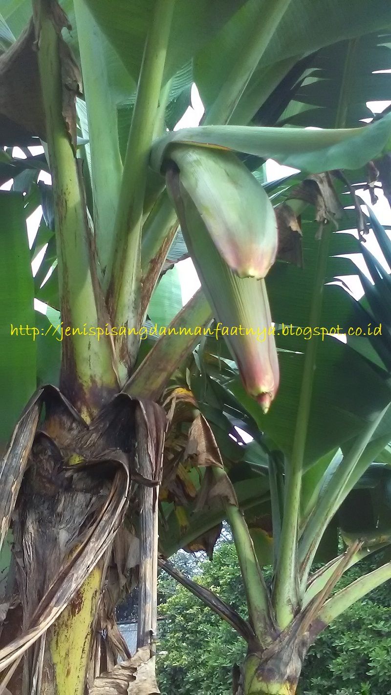 Pohon pisang raja ijo selendang mengeluarkan jantung Pisang Pendek Berbuah-Pohon pisang raja ijo selendang mengeluarkan jantung