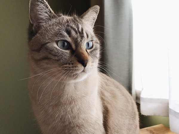 シャムトラ猫