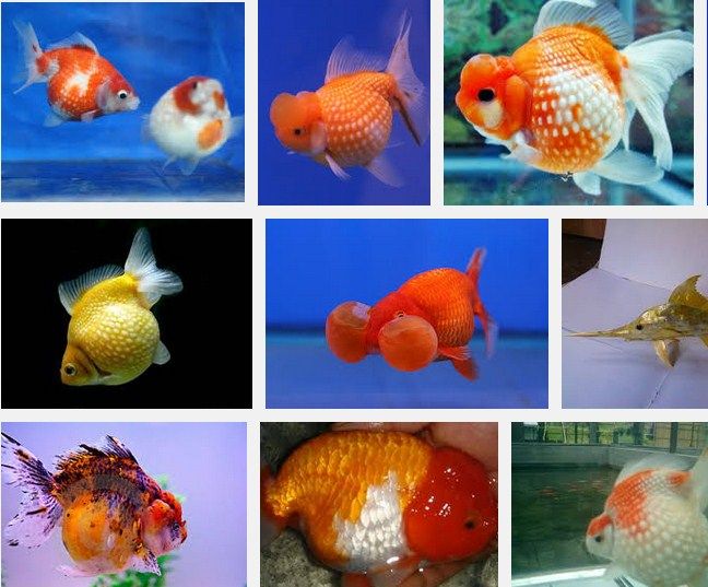 Jenis Ikan Hias Air Tawar Yang Bisa Dicampur Dalam Satu Akuarium