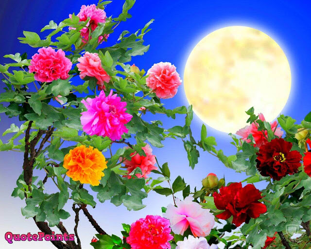 Good Morning Flower Images Free Download Good Morning Flower Images Free Download