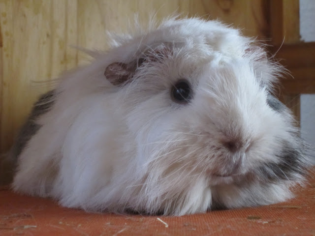 cobaya cobaya