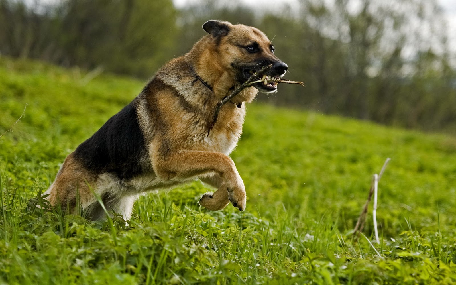 German Shepherd Dog HD Wallpapers 2013 ~ All About HD Wallpapers