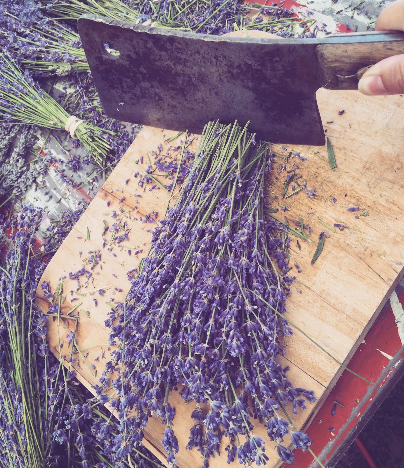 Best Uses For Fresh Lavender The Lavender Apple