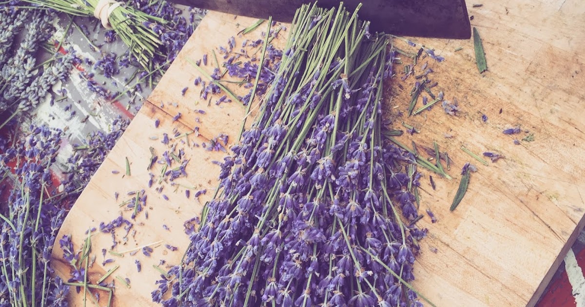 The Lavender Apple Best Uses For Fresh Lavender