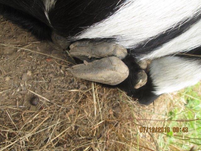Richcat 山羊居 Trim Hooves 羊蹄的修剪
