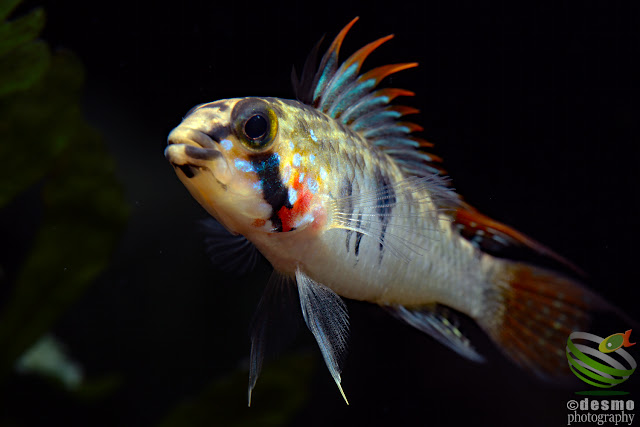 Apistogramma sp. Alto Vaupes I / sp. D39