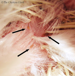 lice mites chicken poultry egg treatment does chickens infestation feather production early coop nits chick symptoms identification molting hen laying