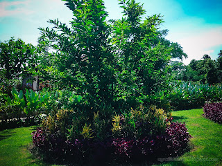 Lovely Garden Shapes Of The Plants In The Park On A Sunny Day At Tangguwisia Village, North Bali, Indonesia