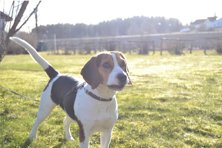 beagle