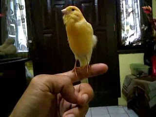 burung kenari jinak gambar kenari jinak