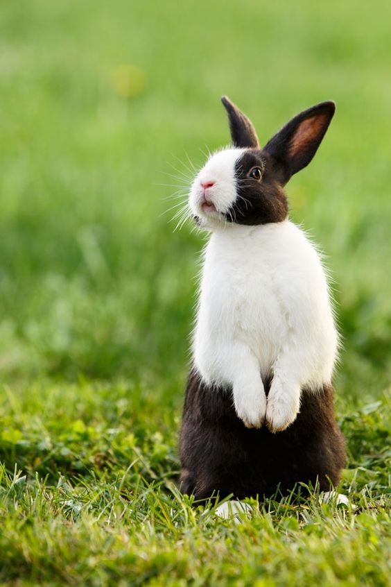 Dutch Rabbit Information and Pictures Amazing Pets For You