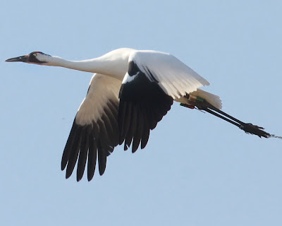 Whooping Crane in Flight