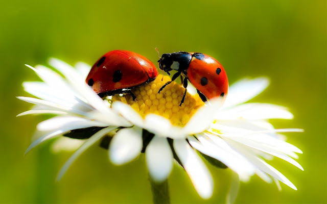 Close up photo with two ladybugs on a white flower