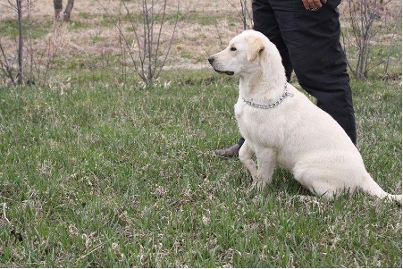 pointing lab puppies for sale
