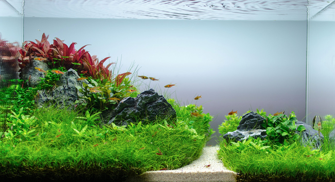 Cara Mudah Membuat Aquascape Sendiri Untuk Pemula Primeranoticia Net