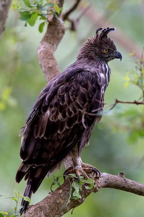 Changeable Hawk eagle Birds Of India Bird World changeable-hawk-eagle-birds-of-india-bird-world