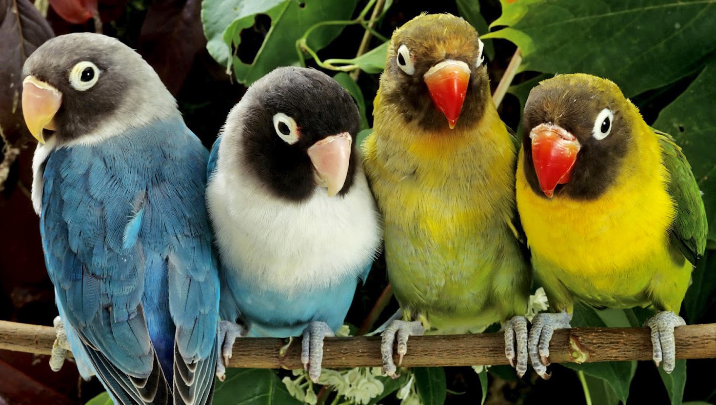 Contoh Hasil Observasi Burung Rasmi F